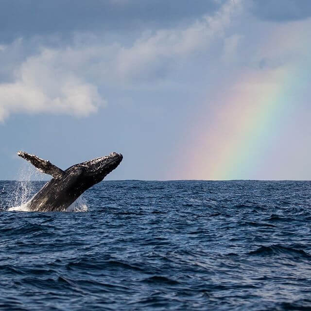 Humpback whales and Rainbow #seayoutomorrow #ทะเลวันพรุ่งนี้อยู่ในมือคุณ